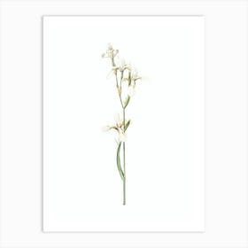 Vintage Siberian Iris Botanical Illustration on Pure White n.0129 Art Print