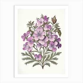 Phlox 2 Floral Botanical Vintage Poster Flower Art Print