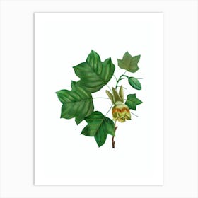 Vintage Tulip Tree Botanical Illustration on Pure White n.0102 Art Print