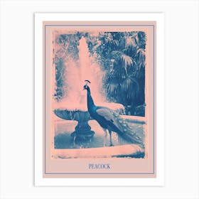 Pink & Blue Peacock In The Fountain Poster Art Print