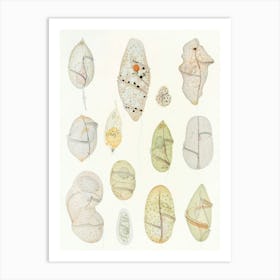 Vintage Cocoons Art Print