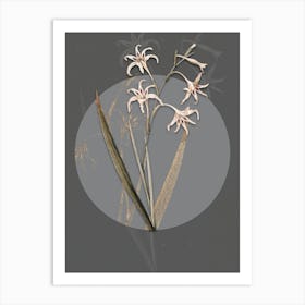 Vintage Botanical Gladiolus Cuspidatus on Circle Gray on Gray n.0022 Art Print