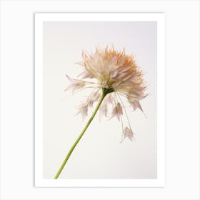 Pressed Wildflower Botanical Art Ramps Allium 2 Art Print