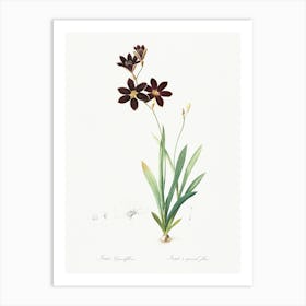 Ixia Grandiflora Illustration From Les Liliacées (1805), Pierre Joseph Redoute Art Print