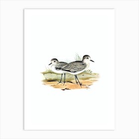 Vintage Grey Plover Bird Illustration on Pure White n.0209 Art Print