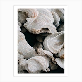 Sea Shell Detail No 1 Art Print