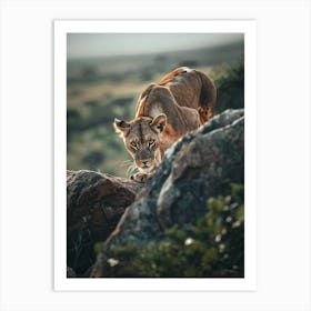 Lioness On Rock Art Print