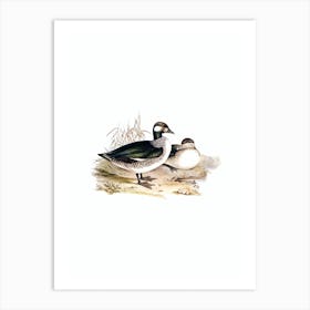 Vintage Beautiful Pygmy Goose Bird Illustration on Pure White Art Print