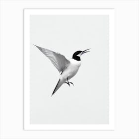 Common Tern B&W Pencil Drawing 3 Bird Art Print