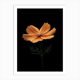 Cosmos Flower 6 Art Print