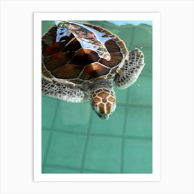 Turtle Swimming In Water Art Print