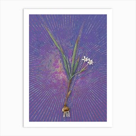 Vintage Gladiolus Inclinatus Botanical Illustration on Veri Peri n.0665 Art Print