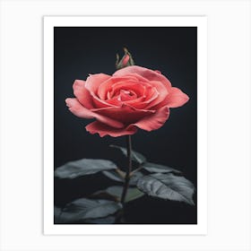 Rose In Black And White 1 Art Print