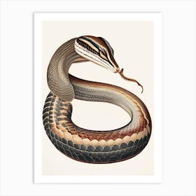 King Cobra Snake 1 Vintage Art Print