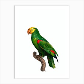 Vintage Yellow Crowned Amazon Parrot Bird Illustration on Pure White n.0030 Art Print