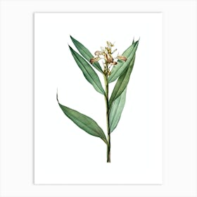 Vintage Globba Erecta Botanical Illustration on Pure White n.0476 Art Print