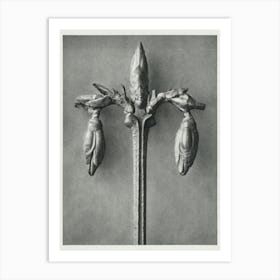 Weeping Forsythia (1928), Karl Blossfeldt Art Print