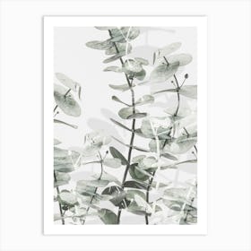 Eucalyptus_2192481 Art Print