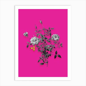 Vintage Dwarf Rosebush Black and White Gold Leaf Floral Art on Hot Pink n.0552 Art Print