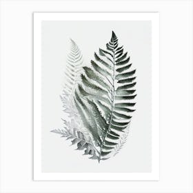 Silver Cloak Fern Watercolour Art Print