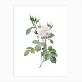Vintage Autumn Damask Rose Botanical Illustration on Pure White Art Print