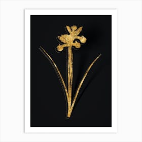 Vintage Spanish Iris Botanical in Gold on Black n.0092 Art Print