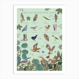 British Woodland Birds Art Print