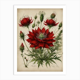 Red Cosmos Art Print