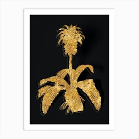 Vintage Eucomis Regia Botanical in Gold on Black n.0217 Art Print