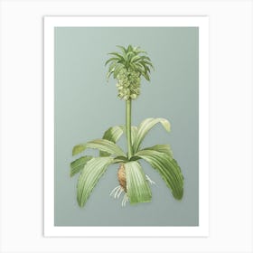 Vintage Eucomis Regia Botanical Art on Mint Green n.0495 Art Print