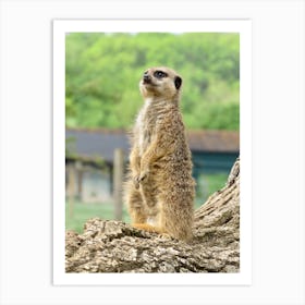 Meerkat Standing on a Log Art Print