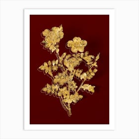 Vintage Variegated Burnet Rose Botanical in Gold on Red n.0315 Art Print