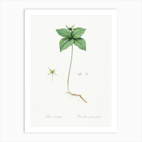 Herb Paris Illustration From Les Liliacées (1805), Pierre Joseph Redoute Art Print