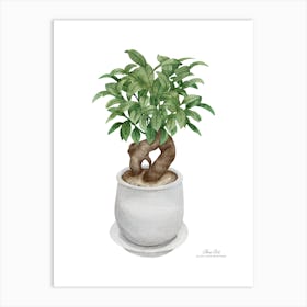 Bonsai.A fine artistic print that decorates the place. Art Print