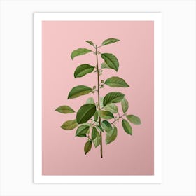 Vintage Alder Buckthorn Botanical on Soft Pink n.0539 Art Print