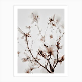 White Magnolia 1 Art Print