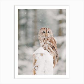 Snowy Owl On Fence Post Art Print