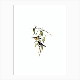 Vintage Obscure Honeyeater Bird Illustration on Pure White n.0116 Art Print