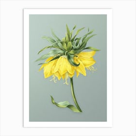 Vintage Kaiser's Crown Botanical Art on Mint Green n.0210 Art Print