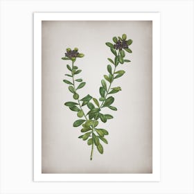 Vintage Daphne Sericea Flowers Botanical on Parchment n.0876 Art Print