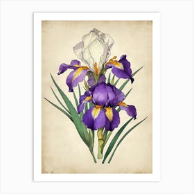 Purple Iris Art Print