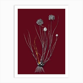 Vintage Allium Globosum Black and White Gold Leaf Floral Art on Burgundy Red n.1065 Art Print