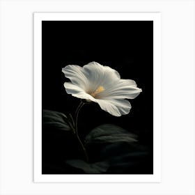 White Hibiscus Flower Art Print