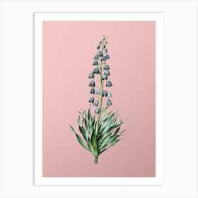 Vintage Persian Lily Botanical on Soft Pink Art Print
