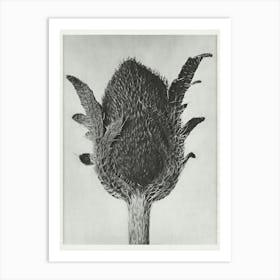 Oriental Poppy) (1928), Karl Blossfeldt Art Print