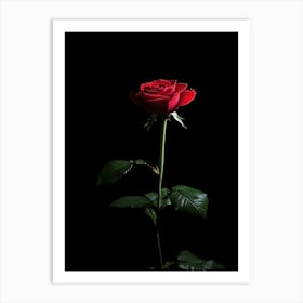 Single Red Rose On Black Background 27 Art Print