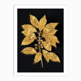 Vintage Redbay Botanical in Gold on Black n.0556 Art Print