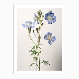 Pressed Wildflower Botanical Art Jacobs Ladder Art Print