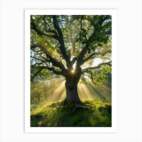 Oak Tree With Sun Rays Art Print