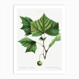 American Sycamore, Pierre Joseph Redoute Art Print